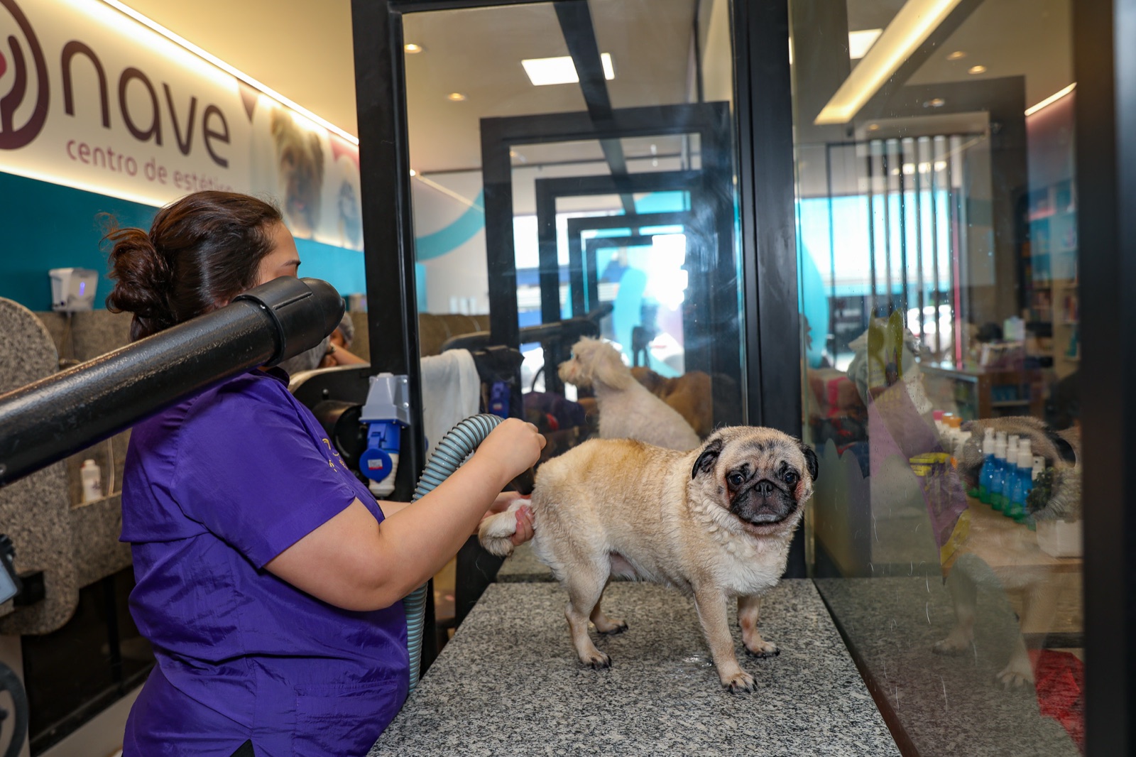 Centro de Estética NAVE Tatuapé: banho e tosa em andamento