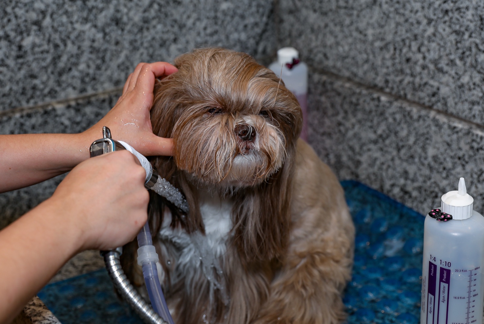 Centro de Estética NAVE Tatuapé: cão após o banho